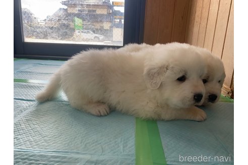 成約済の千葉県のグレートピレニーズ-360563の28枚目